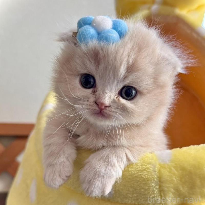 販売中の三重県のスコティッシュフォールド(折れ耳)-138092