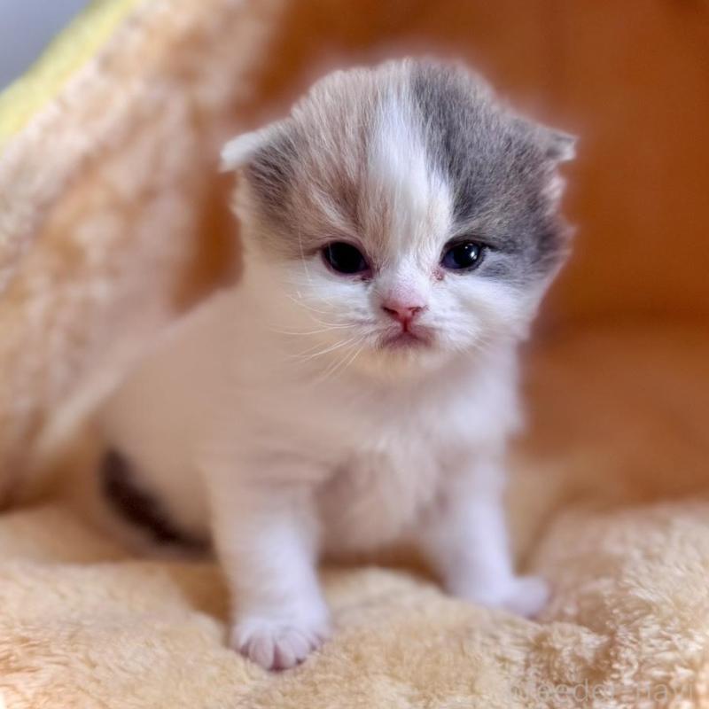 販売中の三重県のスコティッシュフォールド(折れ耳)-138093の4枚目