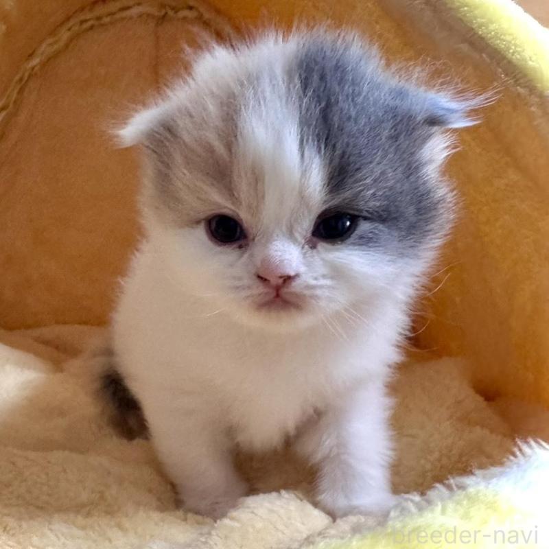 販売中の三重県のスコティッシュフォールド(折れ耳)-138093の3枚目
