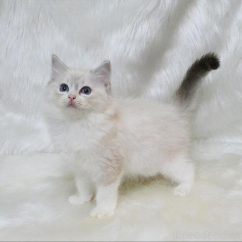 販売中の茨城県のラグドール-138094の5枚目