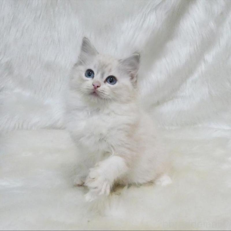 販売中の茨城県のラグドール-138094の4枚目