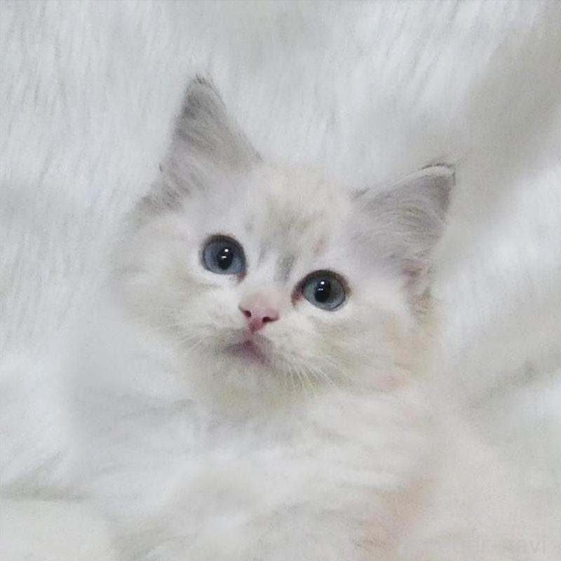 販売中の茨城県のラグドール-138094