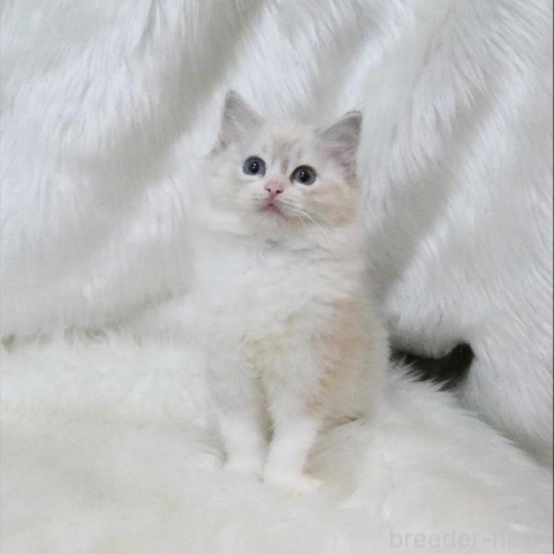 販売中の茨城県のラグドール-138094の3枚目