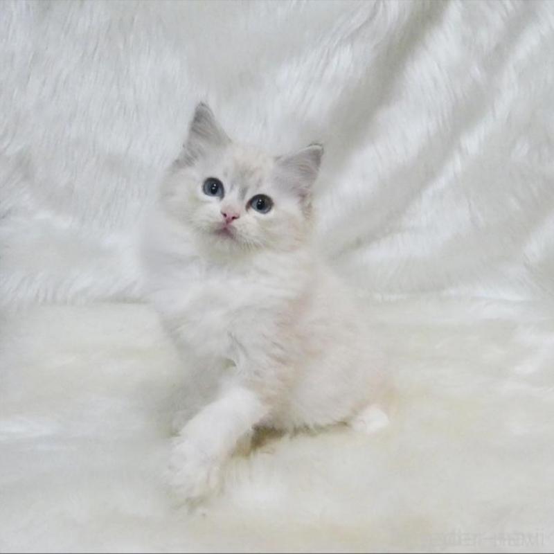 販売中の茨城県のラグドール-138094の2枚目