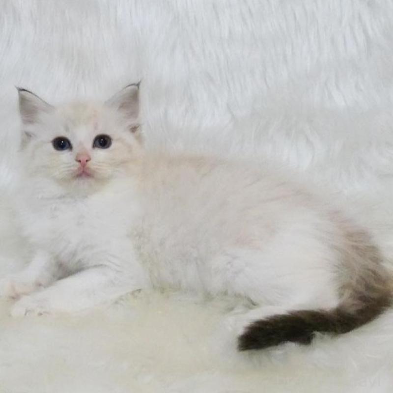 販売中の茨城県のラグドール-138095の4枚目