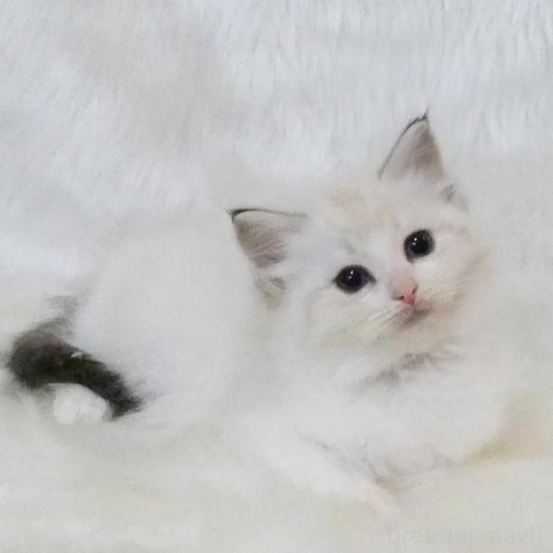 販売中の茨城県のラグドール-138095の3枚目