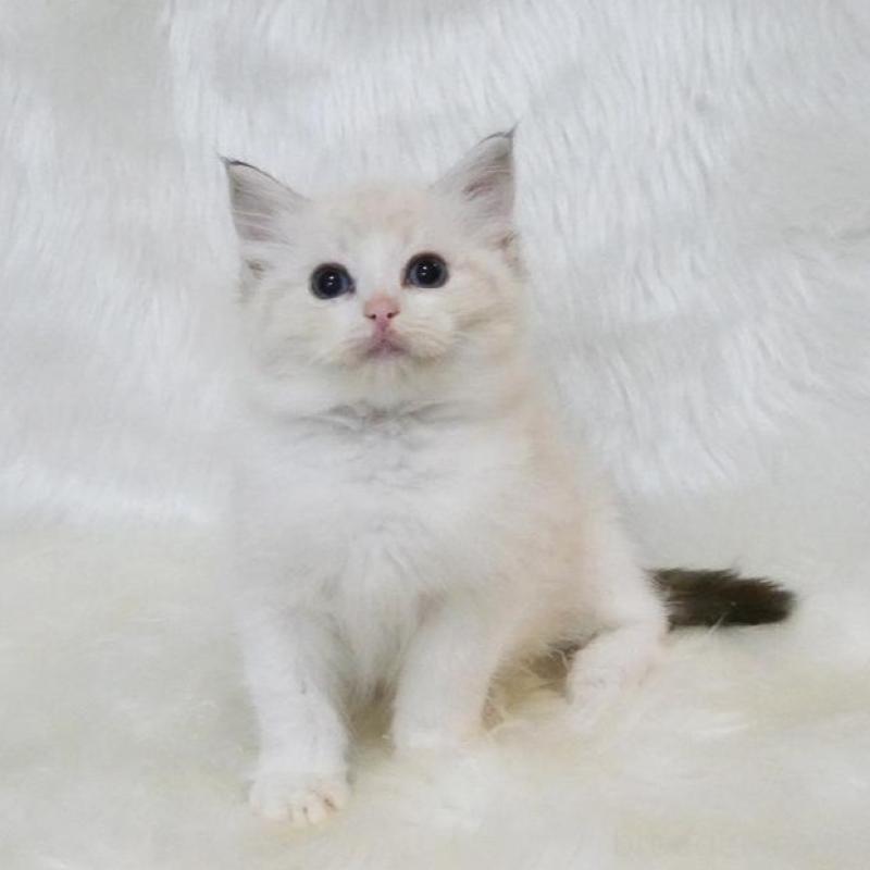 販売中の茨城県のラグドール-138095の2枚目