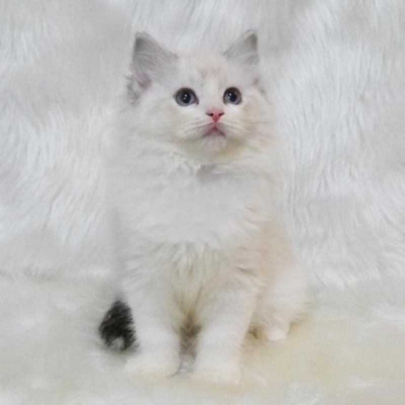 販売中の茨城県のラグドール-138096の5枚目