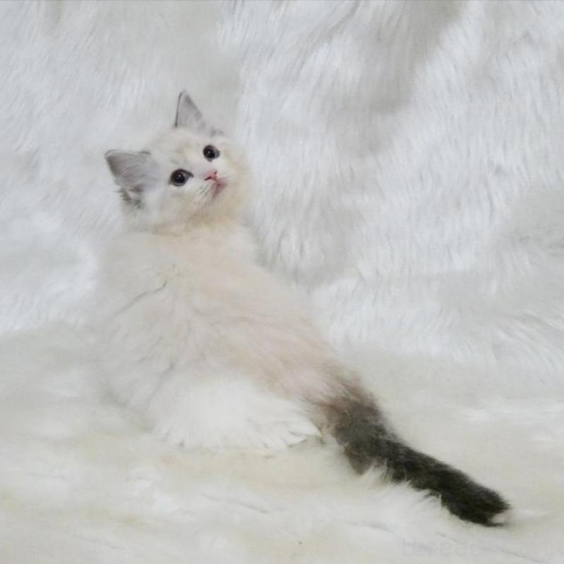 販売中の茨城県のラグドール-138096の4枚目