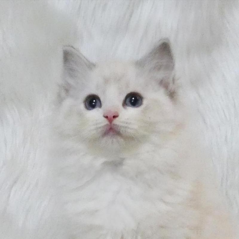 販売中の茨城県のラグドール-138096の1枚目