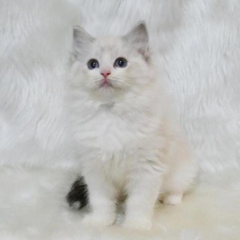 販売中の茨城県のラグドール-138096の2枚目