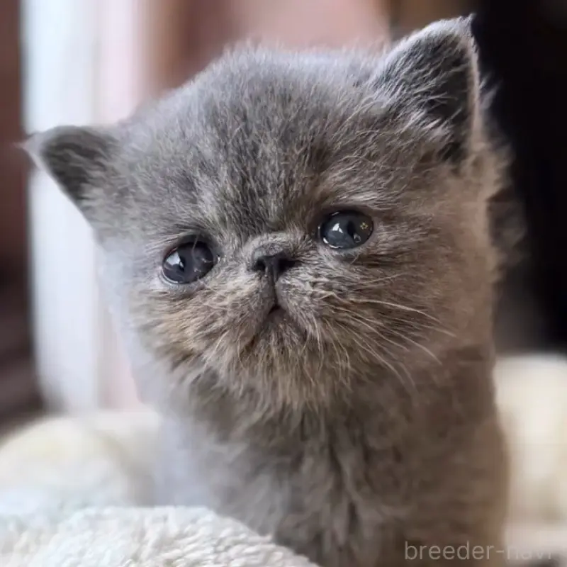 販売中の兵庫県のエキゾチックショートヘア-138097