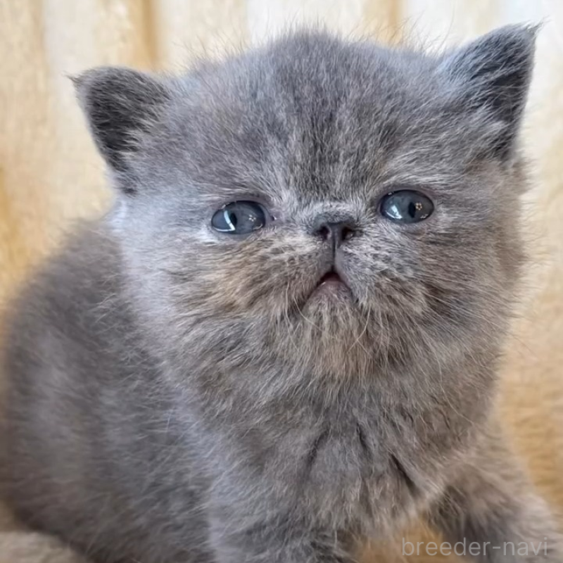 販売中の兵庫県のエキゾチックショートヘア-138097の6枚目