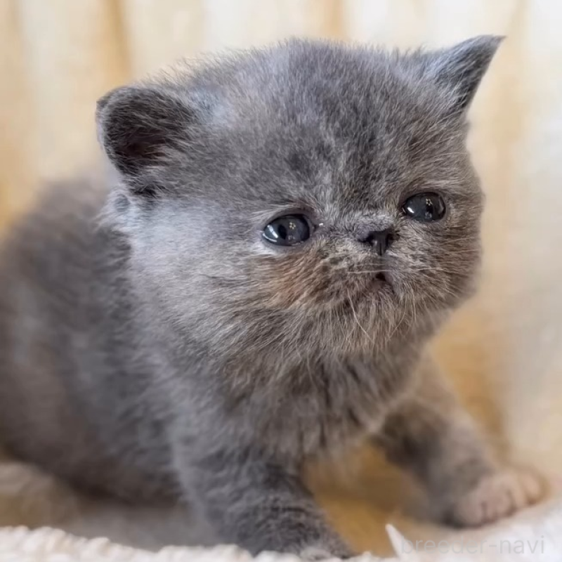 販売中の兵庫県のエキゾチックショートヘア-138097の5枚目