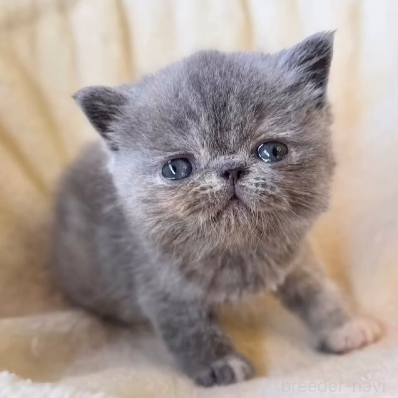 販売中の兵庫県のエキゾチックショートヘア-138097の4枚目