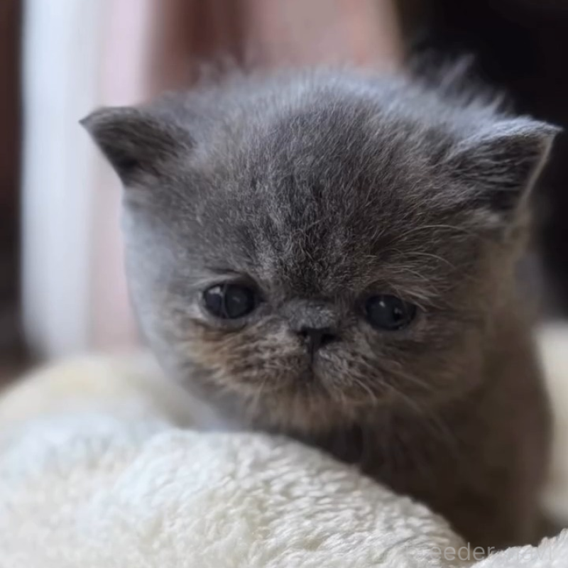 販売中の兵庫県のエキゾチックショートヘア-138097の2枚目