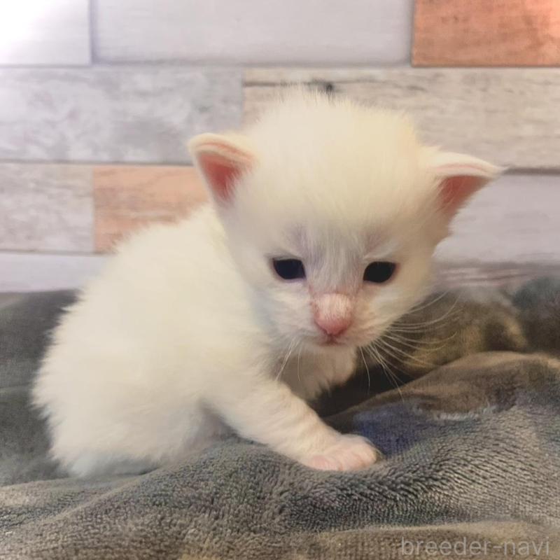 販売中の岐阜県のメインクーン-138098