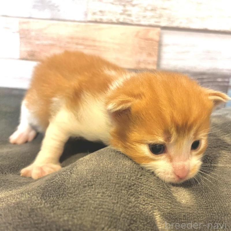 販売中の岐阜県のメインクーン-138099の1枚目