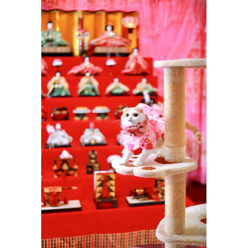 販売中の北海道のスコティッシュフォールド(折れ耳)-129031の8枚目