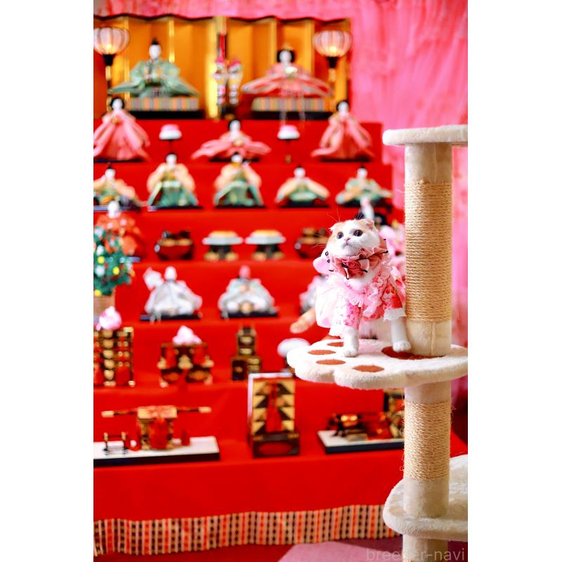 販売中の北海道のスコティッシュフォールド(折れ耳)-129031の7枚目