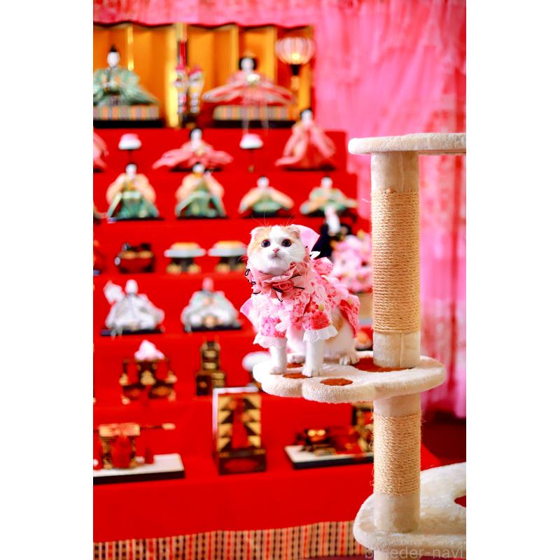 販売中の北海道のスコティッシュフォールド(折れ耳)-129031の6枚目