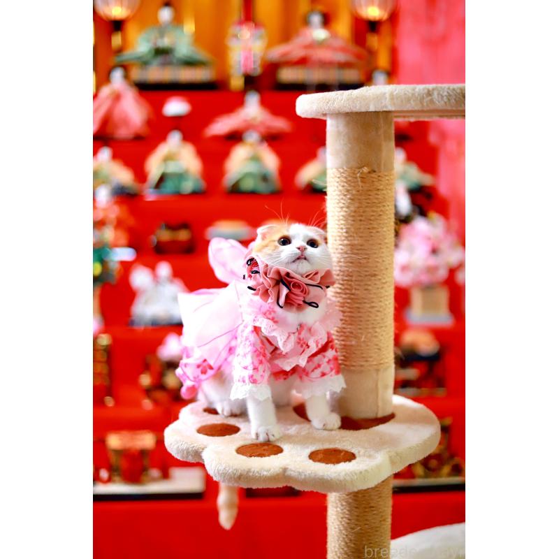 販売中の北海道のスコティッシュフォールド(折れ耳)-129031の5枚目