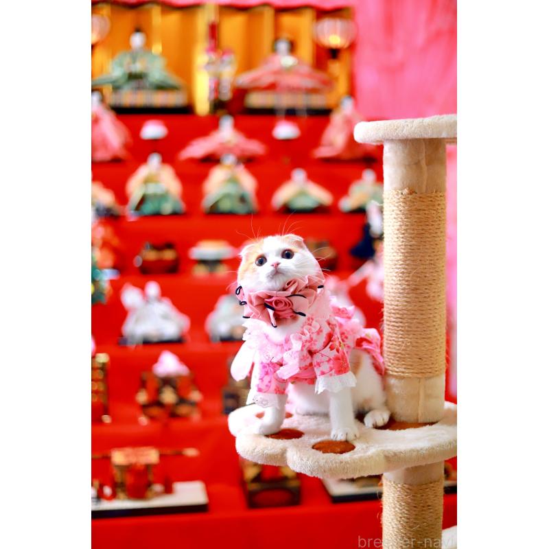 販売中の北海道のスコティッシュフォールド(折れ耳)-129031の4枚目