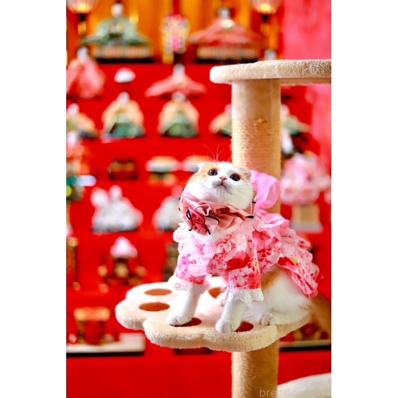 販売中の北海道のスコティッシュフォールド(折れ耳)-129031の3枚目