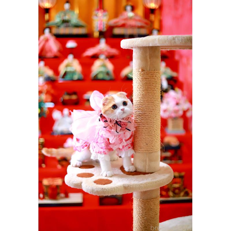 販売中の北海道のスコティッシュフォールド(折れ耳)-129031の2枚目