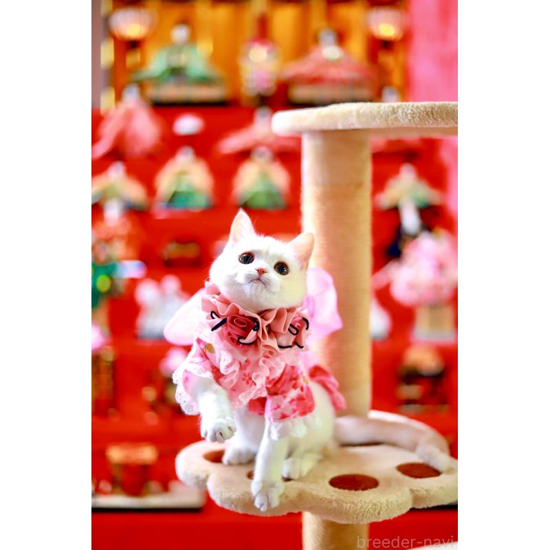 販売中の北海道のマンチカン-129051の10枚目