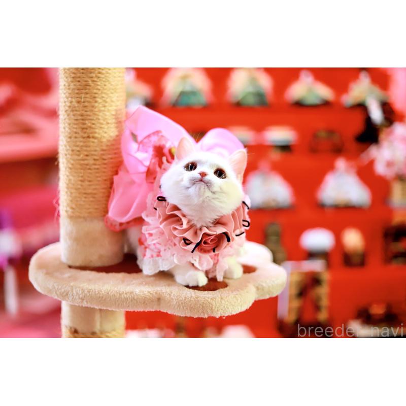 販売中の北海道のマンチカン-129051の9枚目