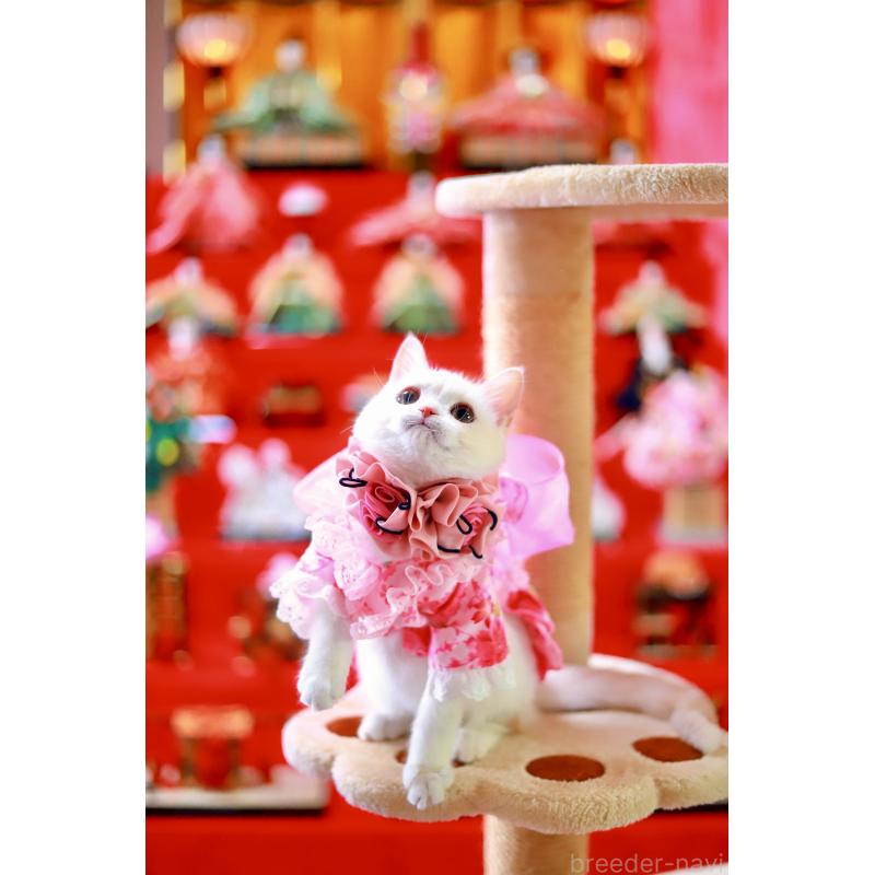 販売中の北海道のマンチカン-129051の8枚目