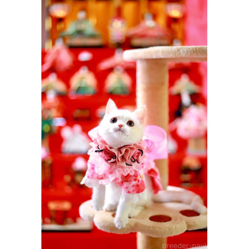 販売中の北海道のマンチカン-129051の7枚目