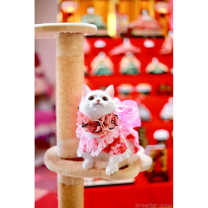 販売中の北海道のマンチカン-129051の6枚目