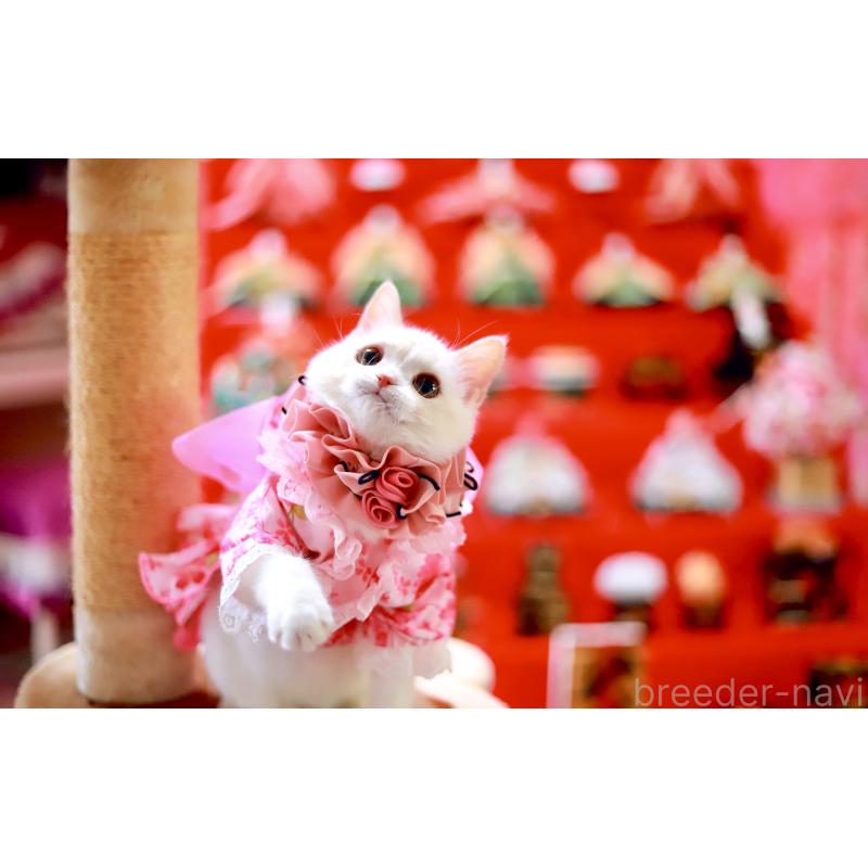 販売中の北海道のマンチカン-129051の5枚目