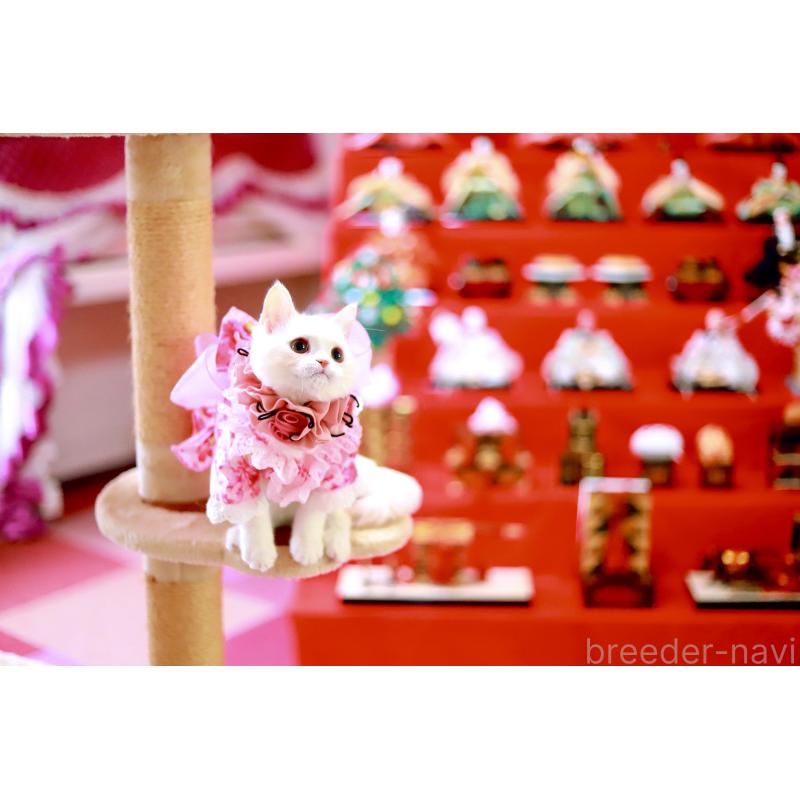 販売中の北海道のマンチカン-129051の4枚目