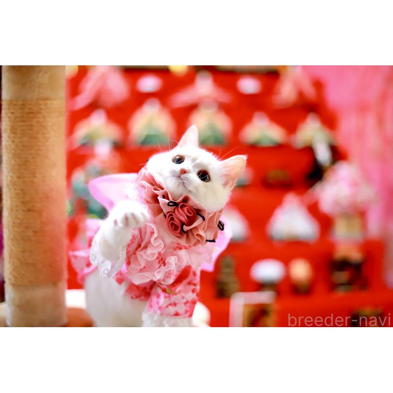 販売中の北海道のマンチカン-129051の3枚目