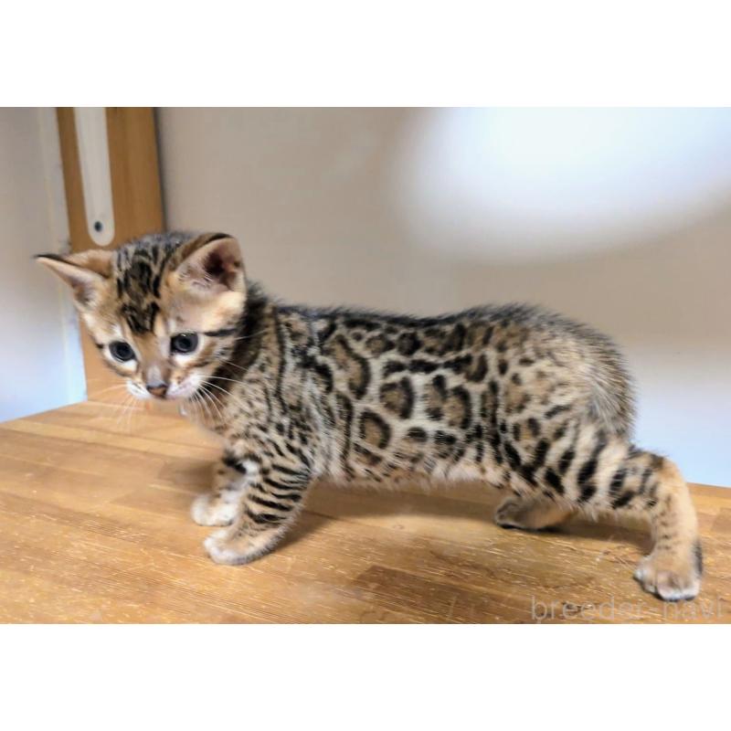 販売中の千葉県のベンガル-138100の5枚目