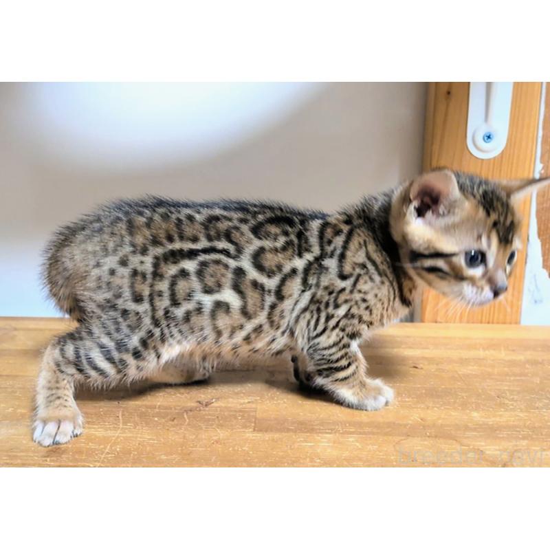 販売中の千葉県のベンガル-138100の4枚目