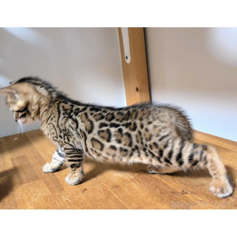 販売中の千葉県のベンガル-138100の3枚目