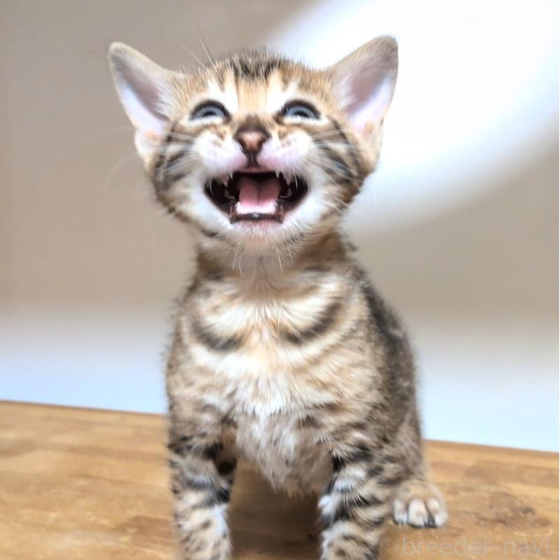 販売中の千葉県のベンガル-138100の2枚目