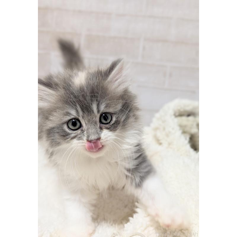 販売中の熊本県のミヌエット-138101の5枚目