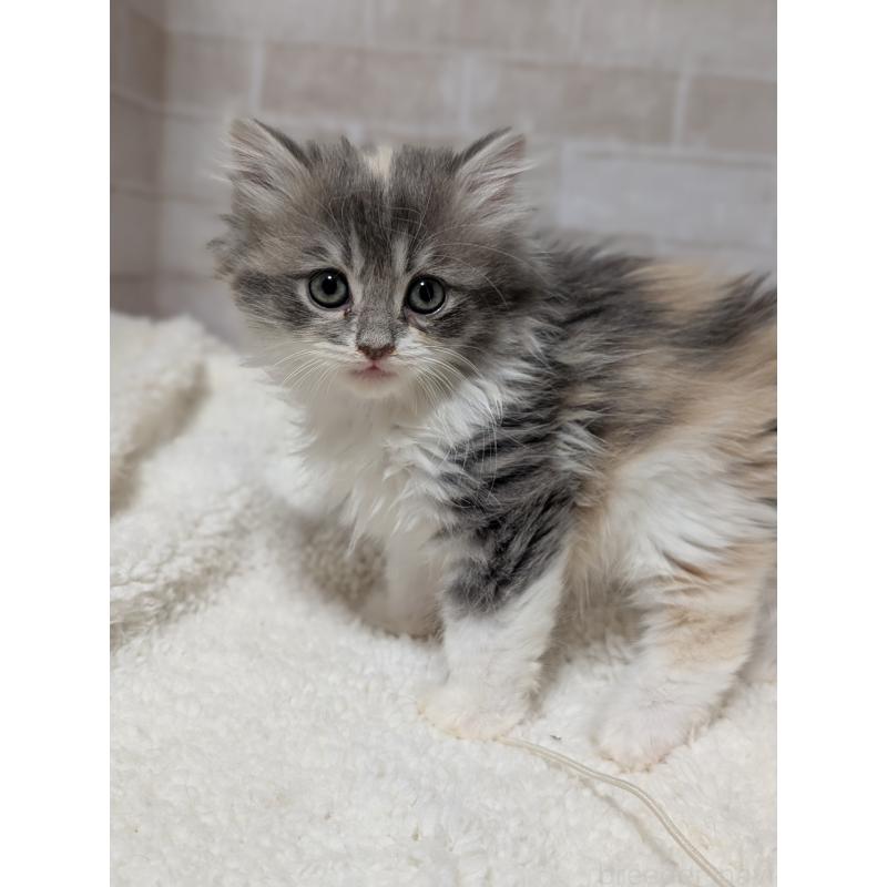 販売中の熊本県のミヌエット-138101の4枚目