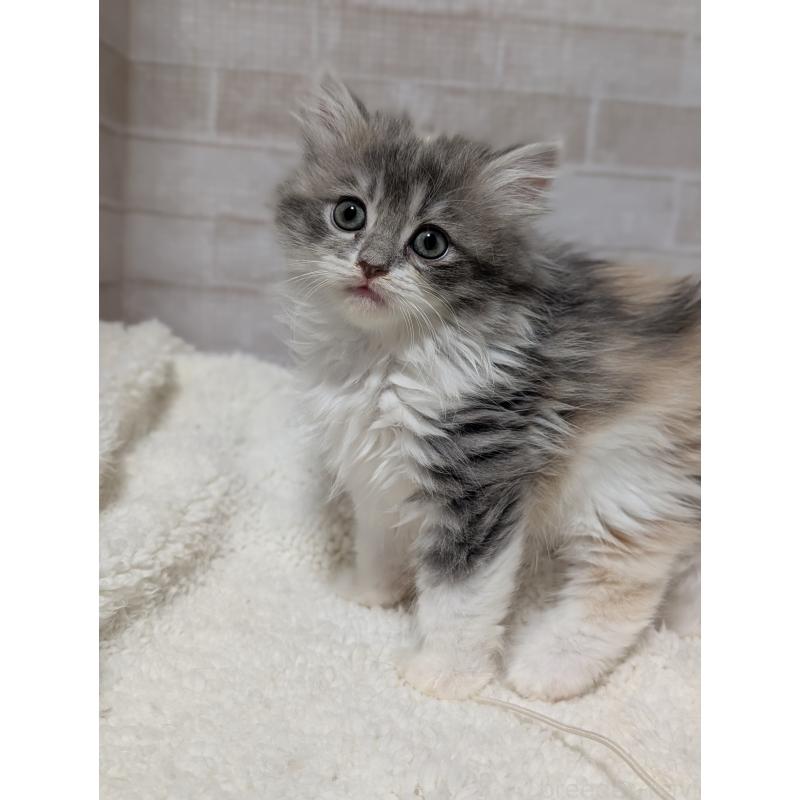 販売中の熊本県のミヌエット-138101の3枚目