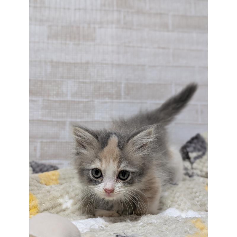 販売中の熊本県のミヌエット(短足)-138102の5枚目