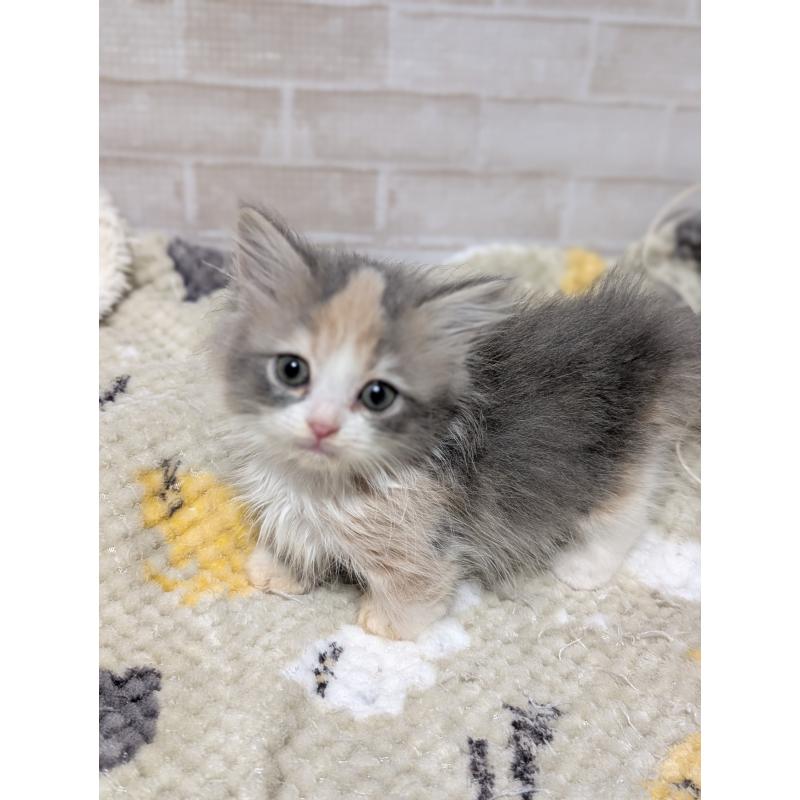 販売中の熊本県のミヌエット(短足)-138102の4枚目