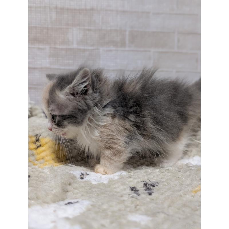 販売中の熊本県のミヌエット(短足)-138102の3枚目