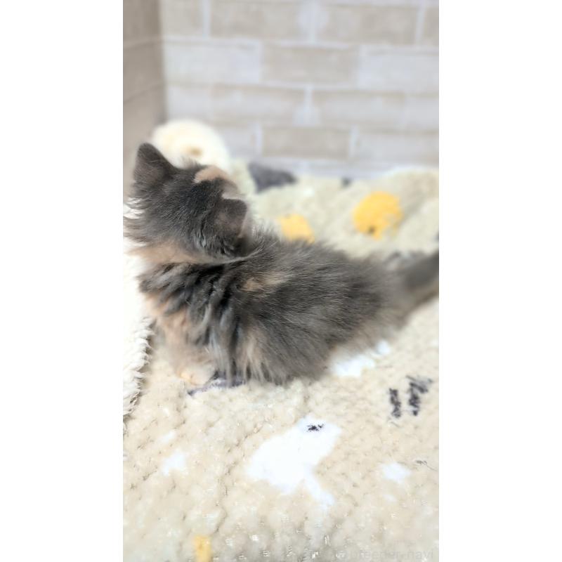 販売中の熊本県のミヌエット(短足)-138102の2枚目