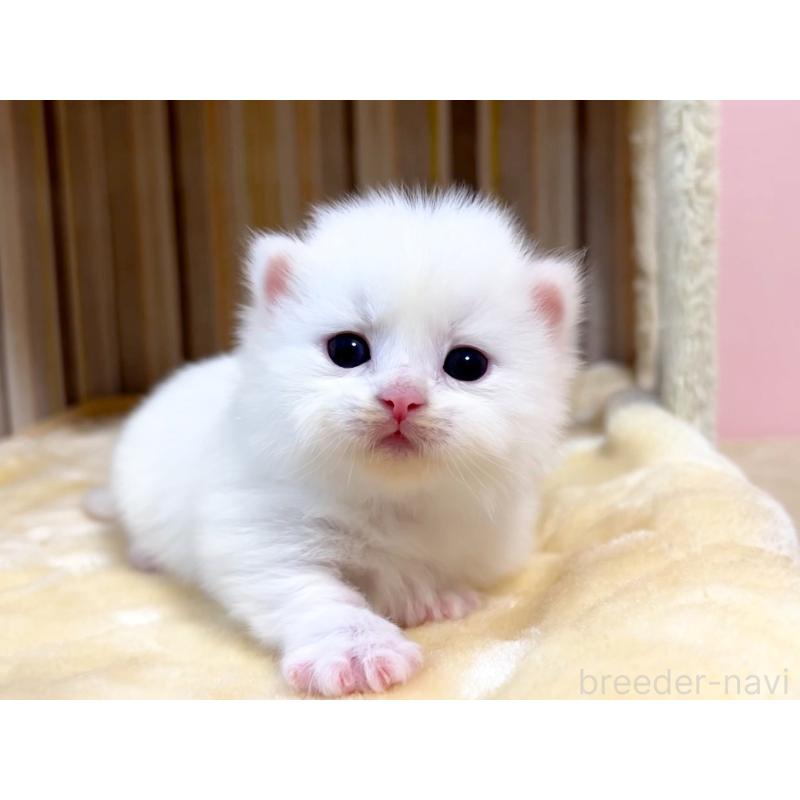 販売中の千葉県のマンチカン(短足)-138103の3枚目