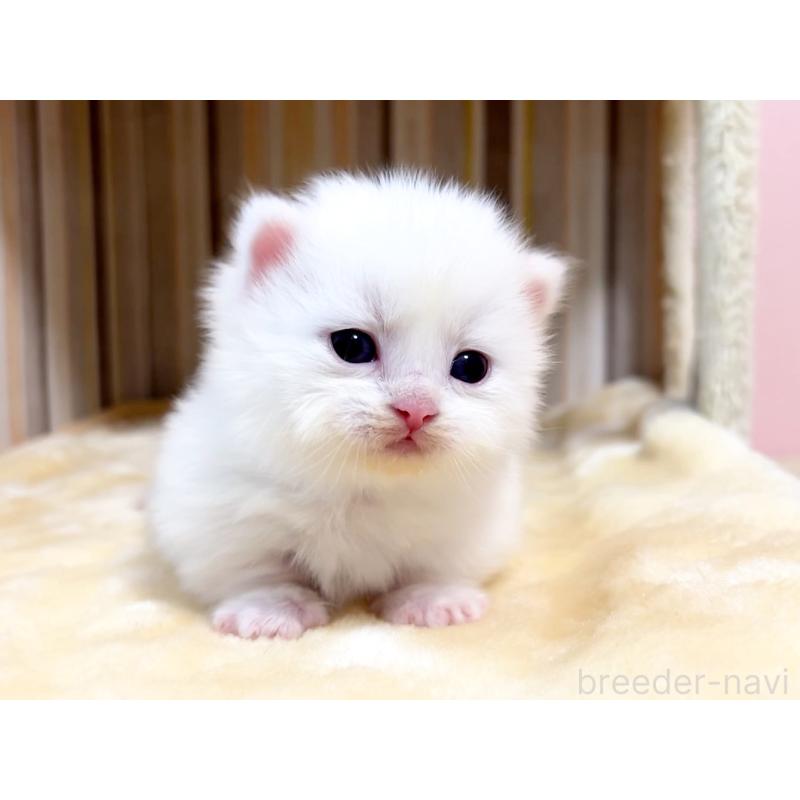 販売中の千葉県のマンチカン(短足)-138103の2枚目